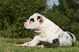 BOULEDOGUE AMERICAIN 286